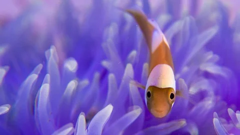 Clown fish is hiding in host sea anemone,animated Stillphoto Stock Footage 78361587