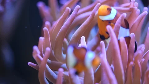 Clown fish hosting on anemone Stock Footage 86513873