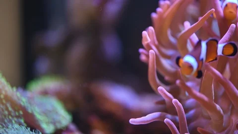 Clown fish hosting on anemone Stock Footage 86514367