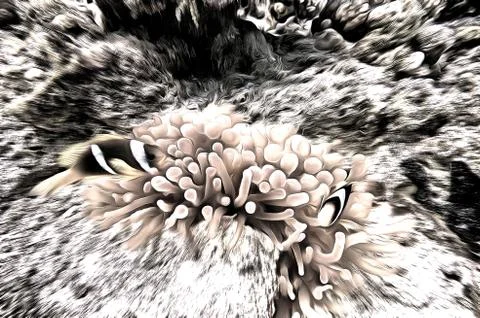 Clown fish Stock Illustration