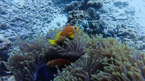 Clown fish live in the anemone Stock Footage 346196376