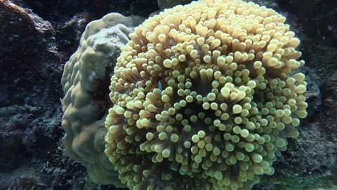 Clown fish live in the anemone Stock Footage 346196378