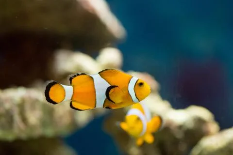 Clown fish with live rock in the background Stock Photos
