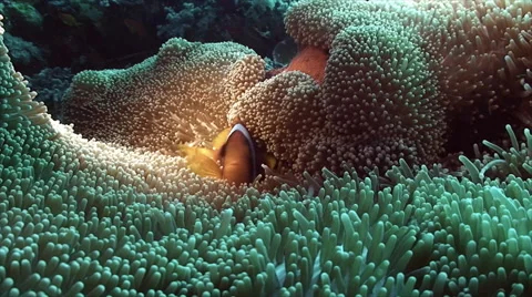 Clown fish moving in anemone, static shot, lights used, red sea environment Stock Footage 42894989