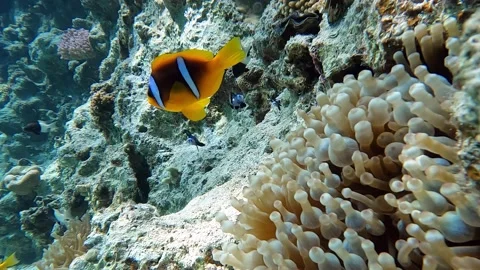 Clown fish -Nemo fish and The Anemone – coral reef, Red sea, Egypt ,4K video Vídeo Stock 168613533