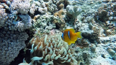 Clown fish -Nemo fish and The Anemone – coral reef, Red sea, Egypt ,4K video Vídeo Stock 168661815