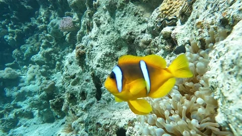 Clown fish -Nemo fish and The Anemone – coral reef, Red sea, Egypt ,4K video Видео 168672878
