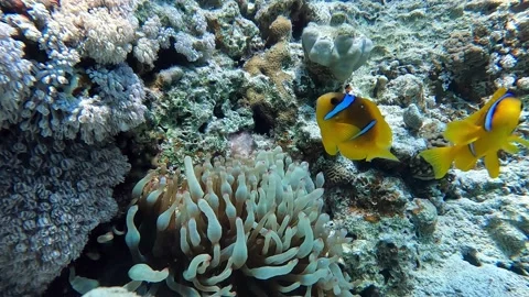 Clown fish -Nemo fish and The Anemone – coral reef, Red sea, Egypt ,4K video Stock Footage 168879686