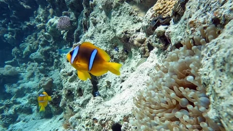 Clown fish -Nemo fish and The Anemone – coral reef, Red sea, Egypt ,4K video 스톡 동영상 168908910