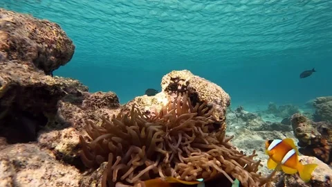 Clown fish -Nemo fish and The Anemone – coral reef, Red sea, Egypt ,4K video Stock Footage 169674512