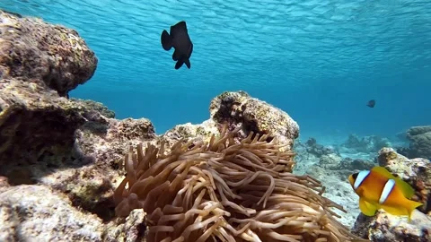Clown fish -Nemo fish and The Anemone – coral reef, Red sea, Egypt ,4K video Stock Footage 169747576