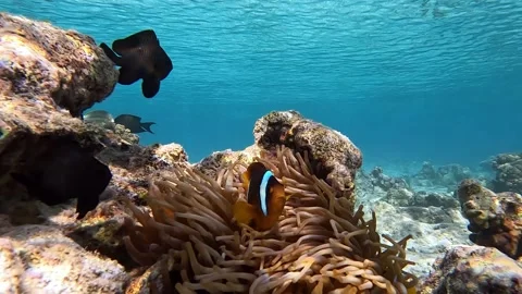 Clown fish -Nemo fish and The Anemone – coral reef, Red sea, Egypt ,4K video Stock Footage 169757155