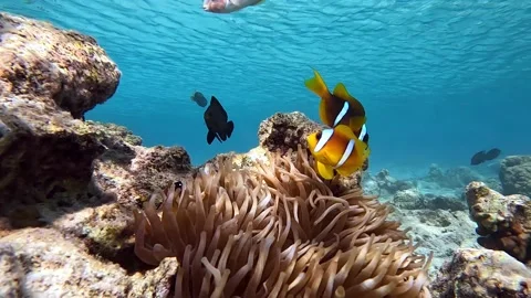 Clown fish -Nemo fish and The Anemone – coral reef, Red sea, Egypt ,4K video Stock Footage 169764963