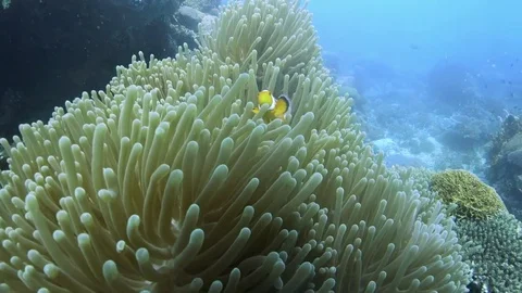 Clown Fish Nemo Stock Footage 72557009