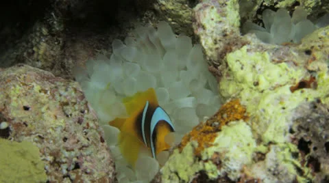 Clown fish at night Stockbeeldmateriaal 22709207