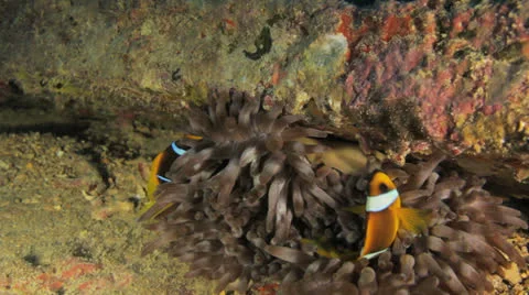 Clown fish at night 動画素材 22734095