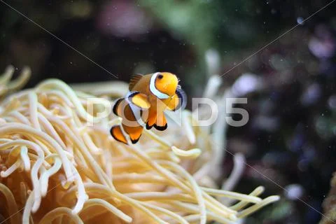 Clown fish Stock Photos