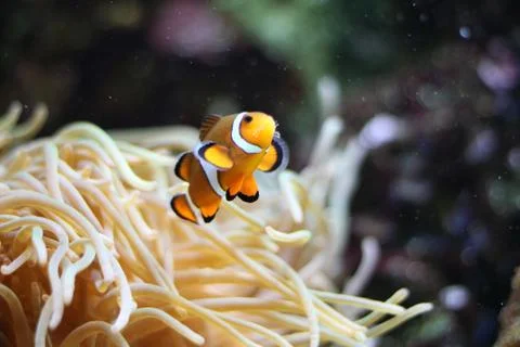 Clown fish Stock Photos