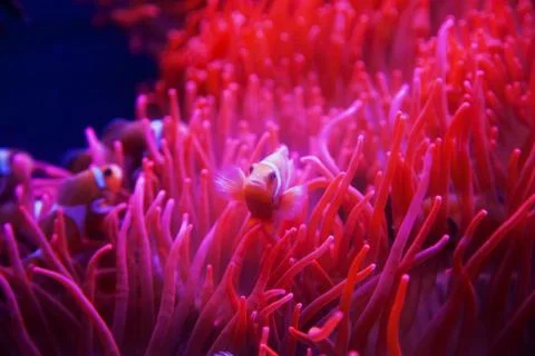 Clown fish Foto stock