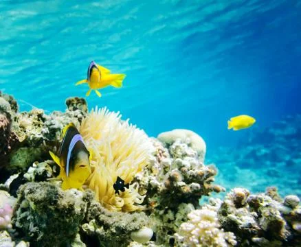 Clown fish Stock Photos