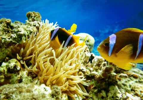 Clown fish Stock Photos