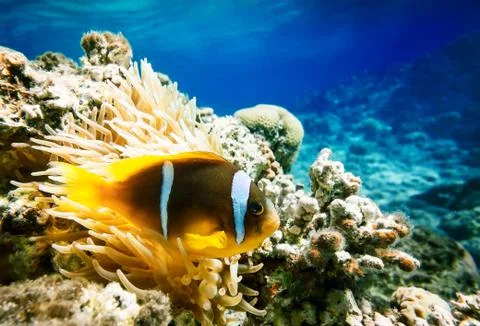 Clown fish Stock Photos
