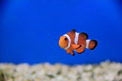 Clown fish Stock Photos