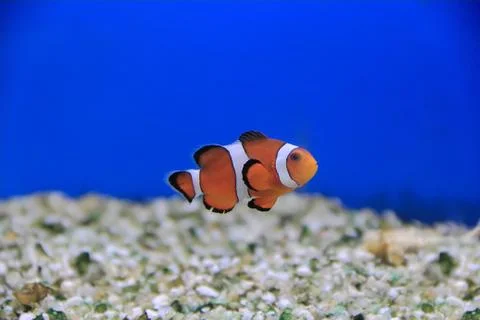Clown fish Stock Photos
