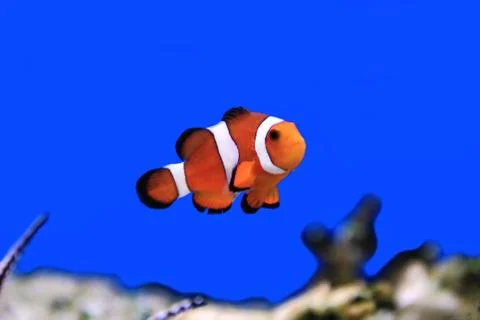 Clown fish Foto stock