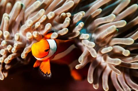 Clown-fish Stock Photos