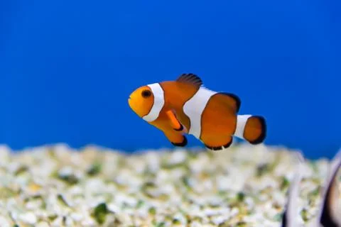 Clown fish Stock Photos