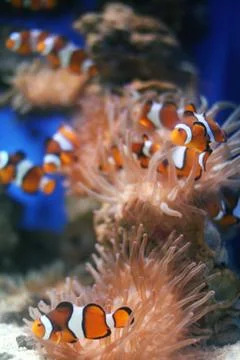 Clown Fish Foto stock