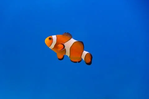 Clown fish Stock Photos