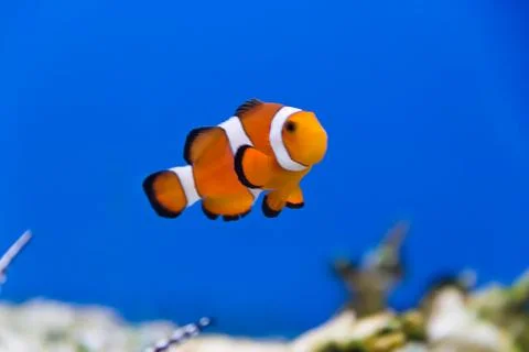 Clown fish Stock Photos
