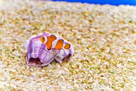 Clown fish Foto stock