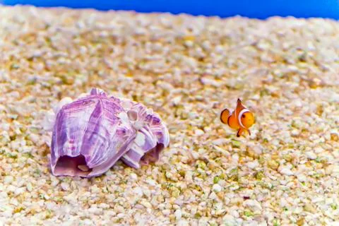Clown fish Stock Photos