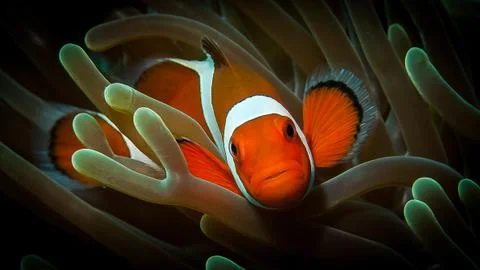 Clown Fish Stock Photos