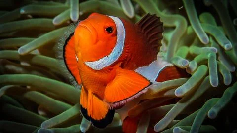 Clown Fish Stock Photos