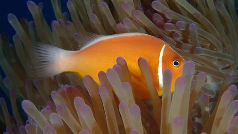 Clown Fish Fotos de archivo