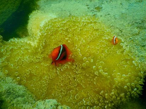 Clown fish Foto stock