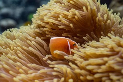 Clown fish Foto stock