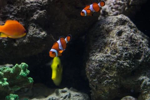 Clown Fish Stock Photos