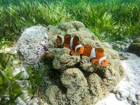 Clown fish Stock Photos