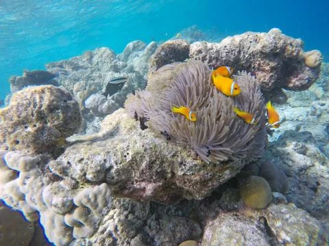 Clown fish Stock Photos