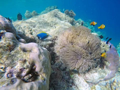 Clown fish Foto stock
