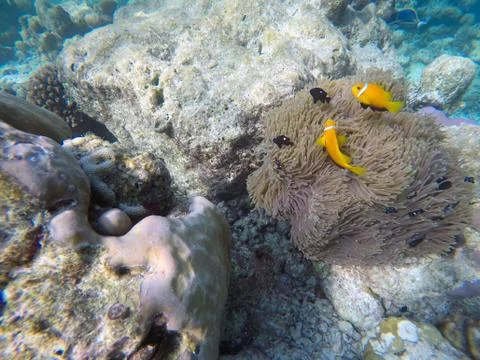 Clown fish Stock-Fotos
