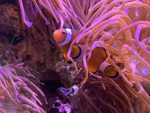 Clown fish Stock Photos