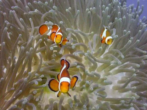 Clown fish Stock Photos