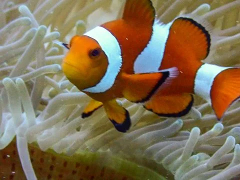 Clown fish Stock Photos
