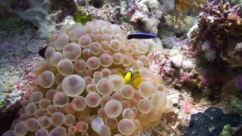 Clown fish in a pink bubble anemone Stock Footage 263030462